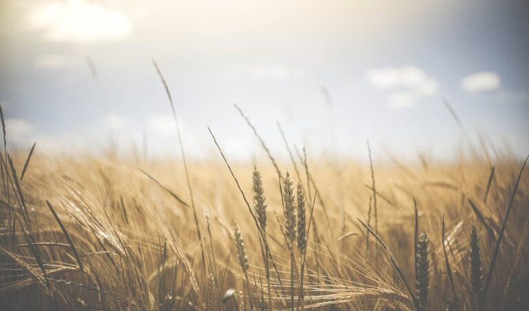Wie steht es um die nachhaltige Landwirtschaft in der EU und in den USA? Wie steht es um die nachhaltige Landwirtschaft in der EU und in den USA?